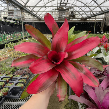 Bromeliad Neoregelia 'Neos' - Live Plant - Assorted
