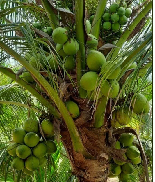 Tall Coconut Tree Seeds for Planting – Heirloom, Non-GMO, High-Yield Tropical Fruit Tree for Home Garden & Coastal Areas