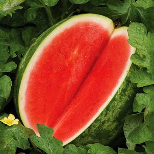 Seedless Watermelon Fruit Seeds for Planting – Heirloom Non-GMO High Germination Organic Garden Seeds
