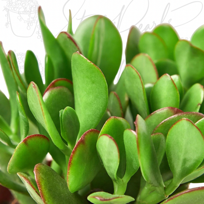 Succulent Crassula 'Jade' – Jade Plant | Money Plant | Lucky Plant (Crassula ovata)