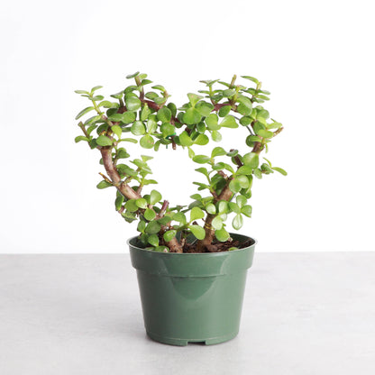Jade Heart Bonsai