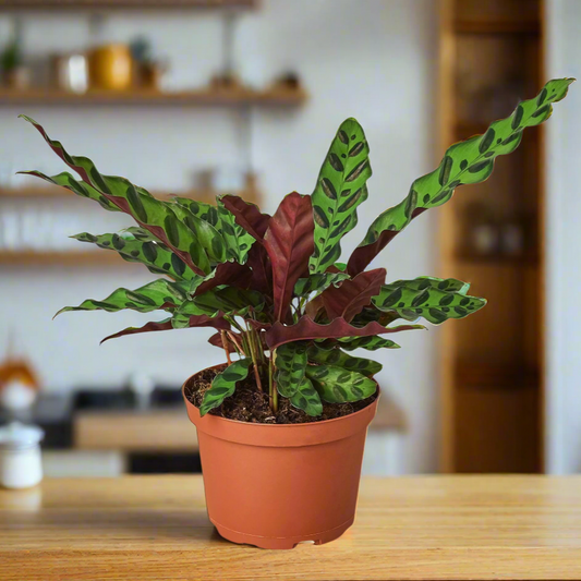 Calathea Lancifolia 'Rattlesnake'