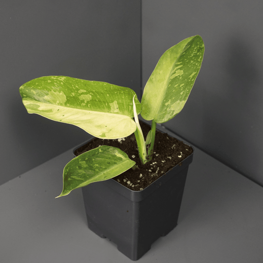 Philodendron Jose Buono