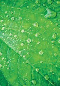 Green Oracle