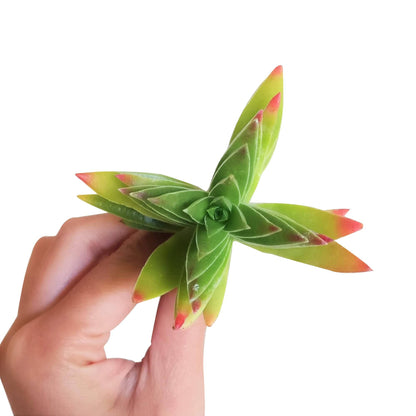 Crassula Red Pagoda (Shark Tooth Succulent) – 4” Live Plant