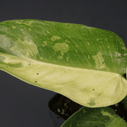 Philodendron Jose Buono