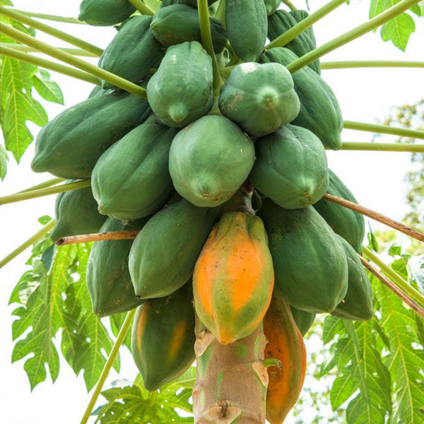 Red Lady Papaya Fruit Seeds for Planting – Heirloom Non-GMO High Germination Organic Garden Seeds