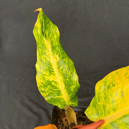 Philodendron Orange Marmalade Indonesian Form
