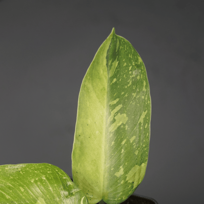 Philodendron Jose Buono