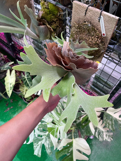 Platycerium willinckii 'White Crown' Spore – Rare Staghorn Fern Variety | Collector’s Plant