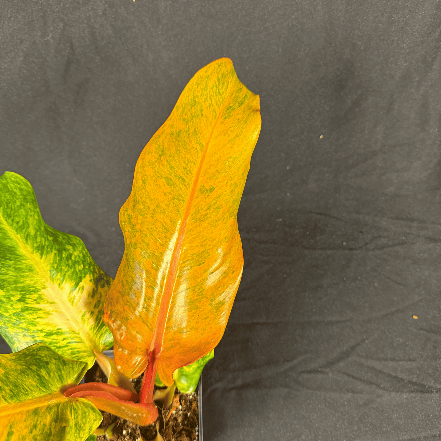 Philodendron Orange Marmalade Indonesian Form