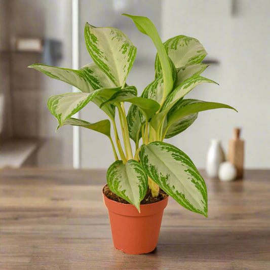 Chinese Evergreen 'Silver Bay'