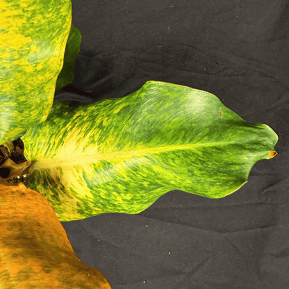 Philodendron Orange Marmalade Indonesian Form