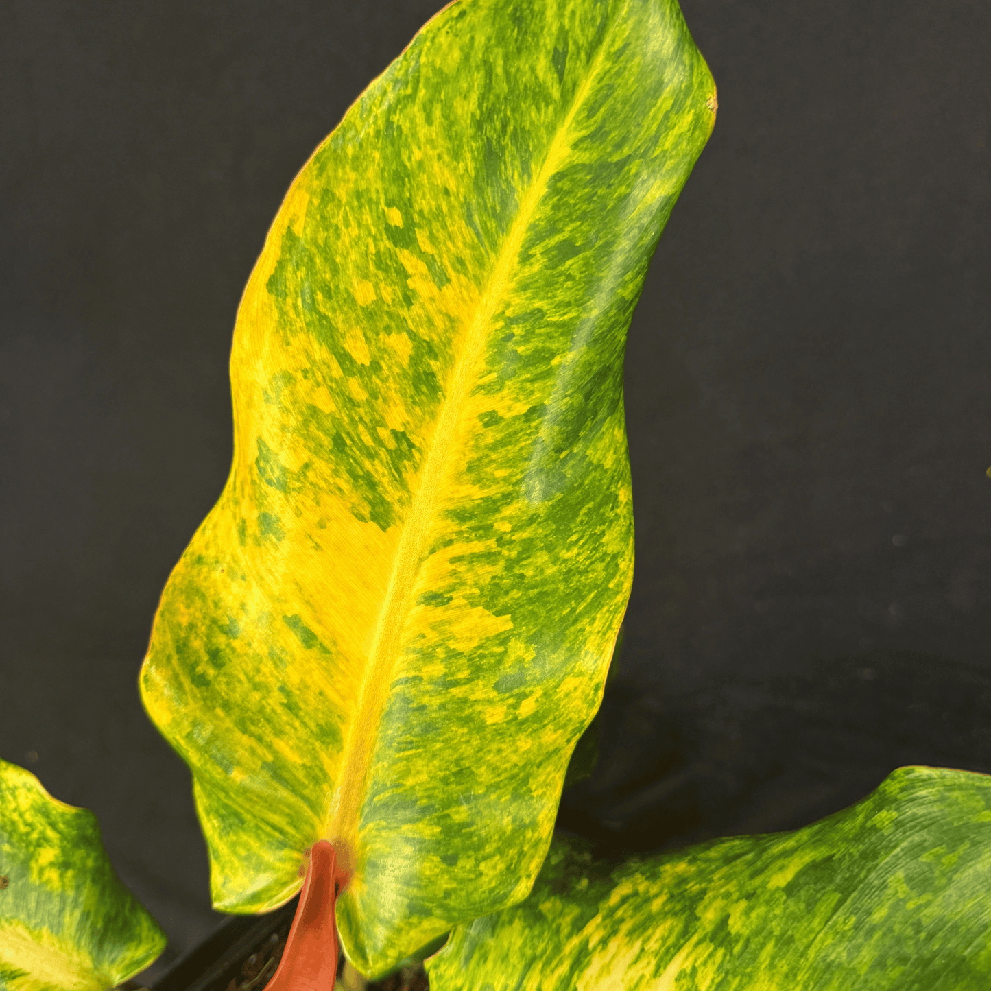 Philodendron Orange Marmalade Indonesian Form