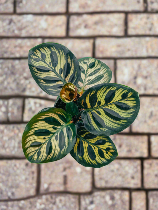 Calathea 'Makoyana'