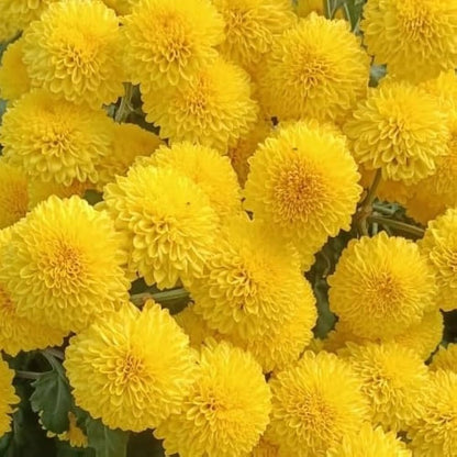 Yellow Chrysanthemum Flower Seeds for Planting – Heirloom & Non-GMO Fall-Blooming Garden Seeds