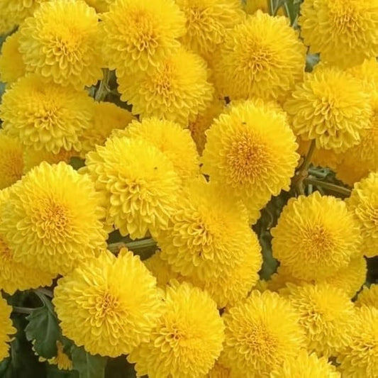 Yellow Chrysanthemum Flower Seeds for Planting – Heirloom & Non-GMO Fall-Blooming Garden Seeds