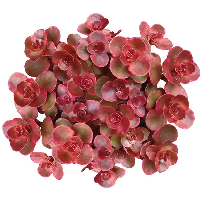 Dragon's Blood Sedum