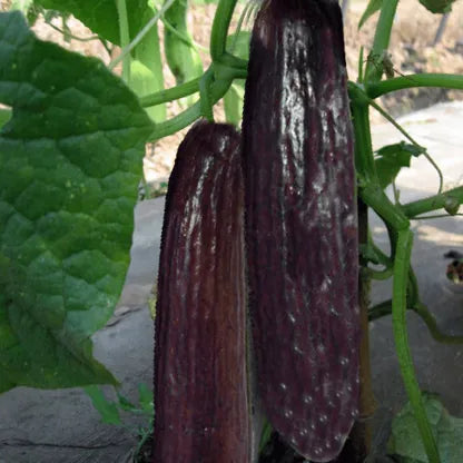 Indian Black Cucumber Seeds for Planting – Heirloom, Non-GMO Vegetable Seeds for Organic Home Gardening