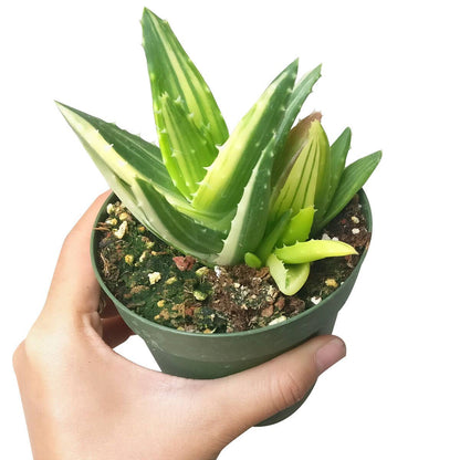 Variegated Aloe Plant - Live Succulents 4 inch Pot