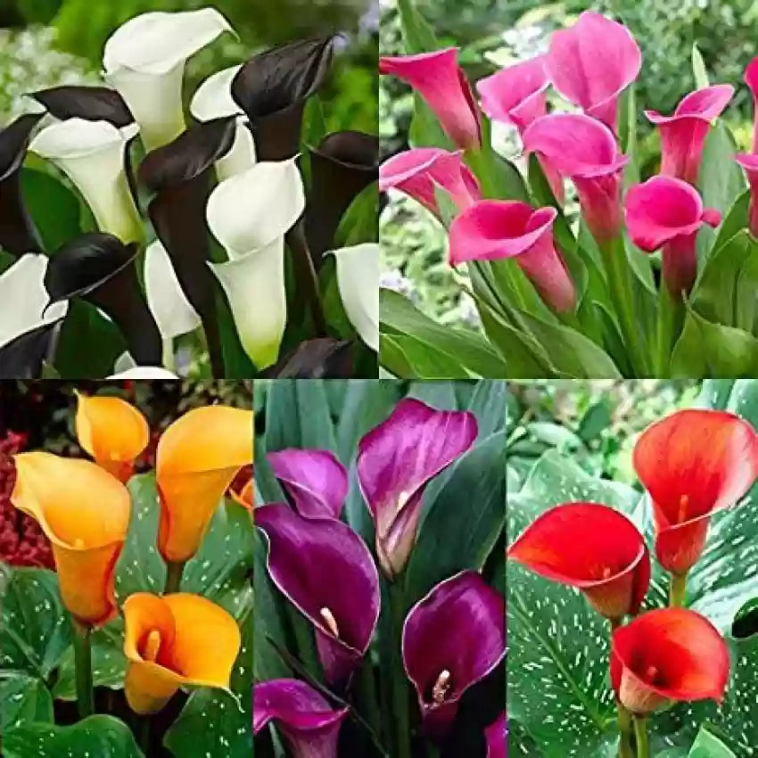 Mixed Calla Lily Flower Seeds – Non-GMO, Premium Garden Bulb Seeds for Planting