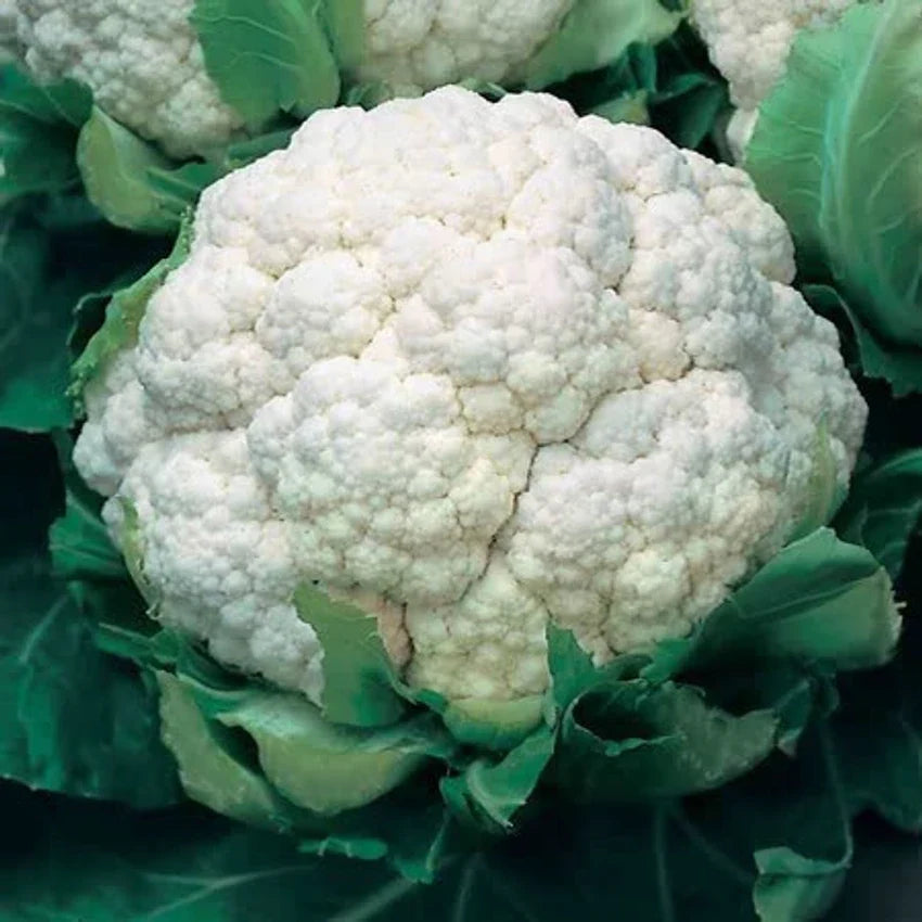 Indias Sub-Tropical Cauliflower Seeds for Planting – High Yield, Non-GMO Hybrid Vegetable Seeds for Indian Climate