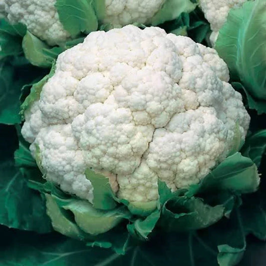 Indias Sub-Tropical Cauliflower Seeds for Planting – High Yield, Non-GMO Hybrid Vegetable Seeds for Indian Climate