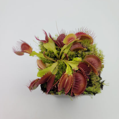Venus flytrap (Dionaea muscipula) 'Schuppenstiel II' x 'Schuppenstiel II'