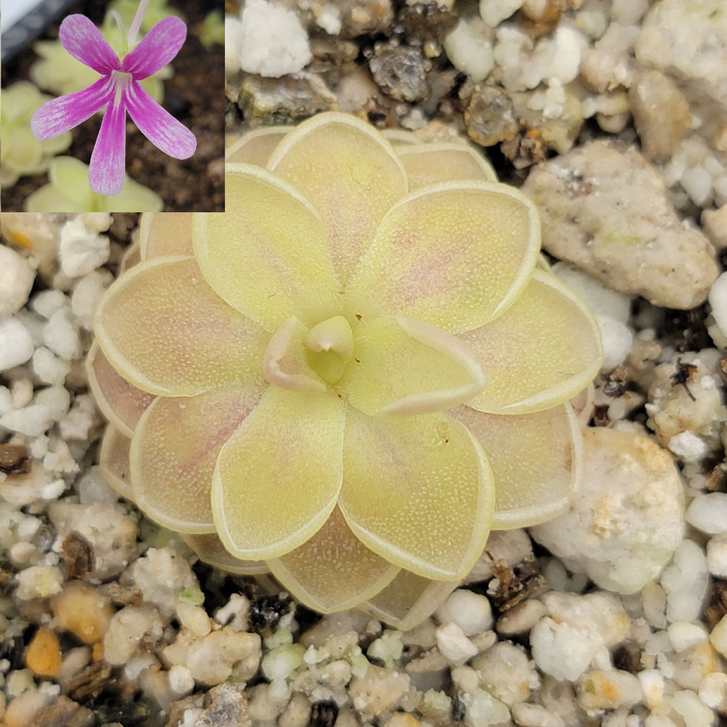 Pinguicula "Sunshine" – Rare Hybrid Carnivorous Butterwort | Live Plant
