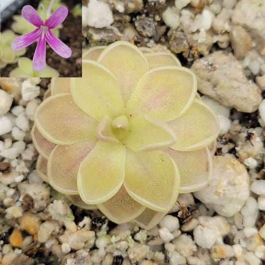 Pinguicula "Sunshine" – Rare Hybrid Carnivorous Butterwort | Live Plant