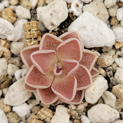 Pinguicula ehlersiae 'Victoria' – Rare Mexican Carnivorous Butterwort | Live Plant