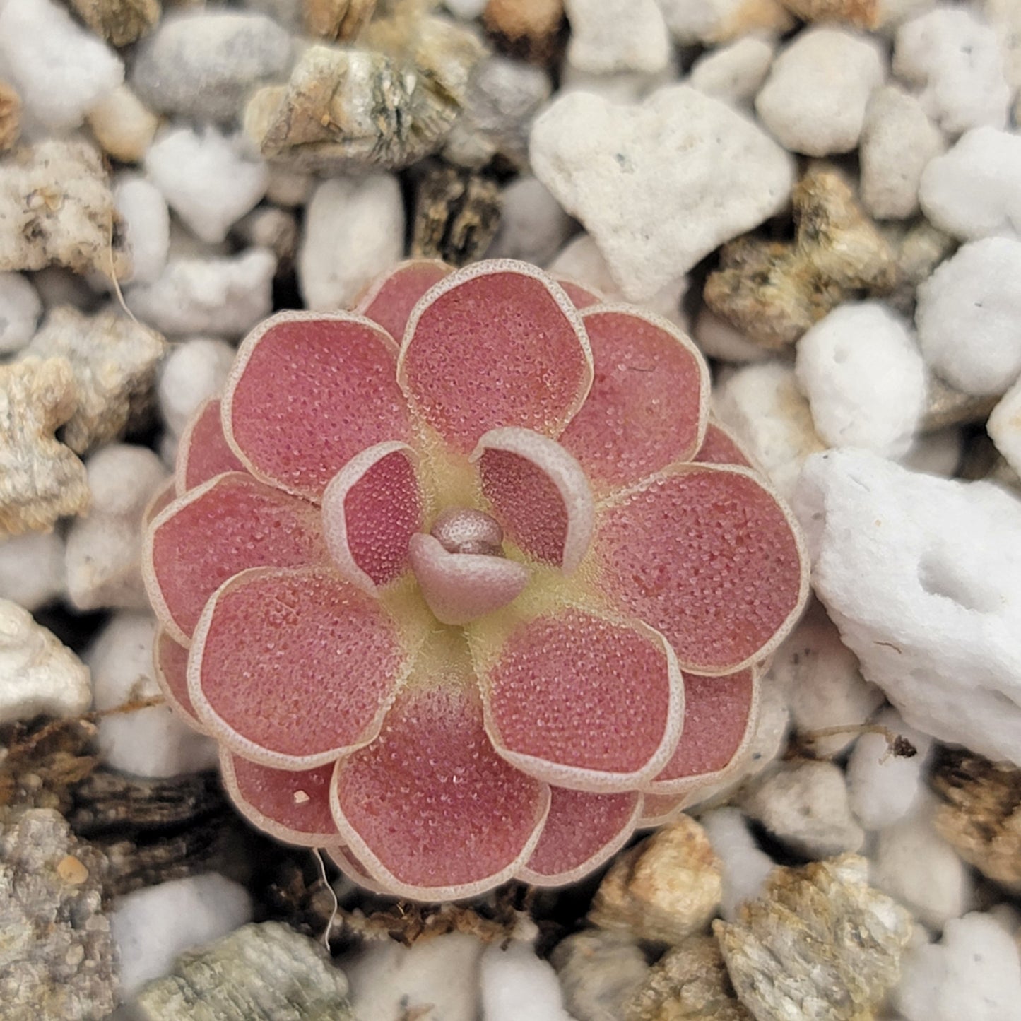 Pinguicula 'Florian' – Registered Hybrid Carnivorous Butterwort | Live Plant