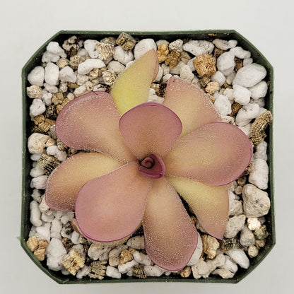 Pinguicula agnata 'El Lobo' x hemiepiphytica