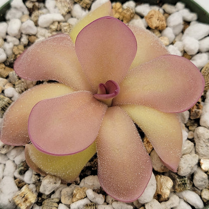 Pinguicula agnata 'El Lobo' x hemiepiphytica
