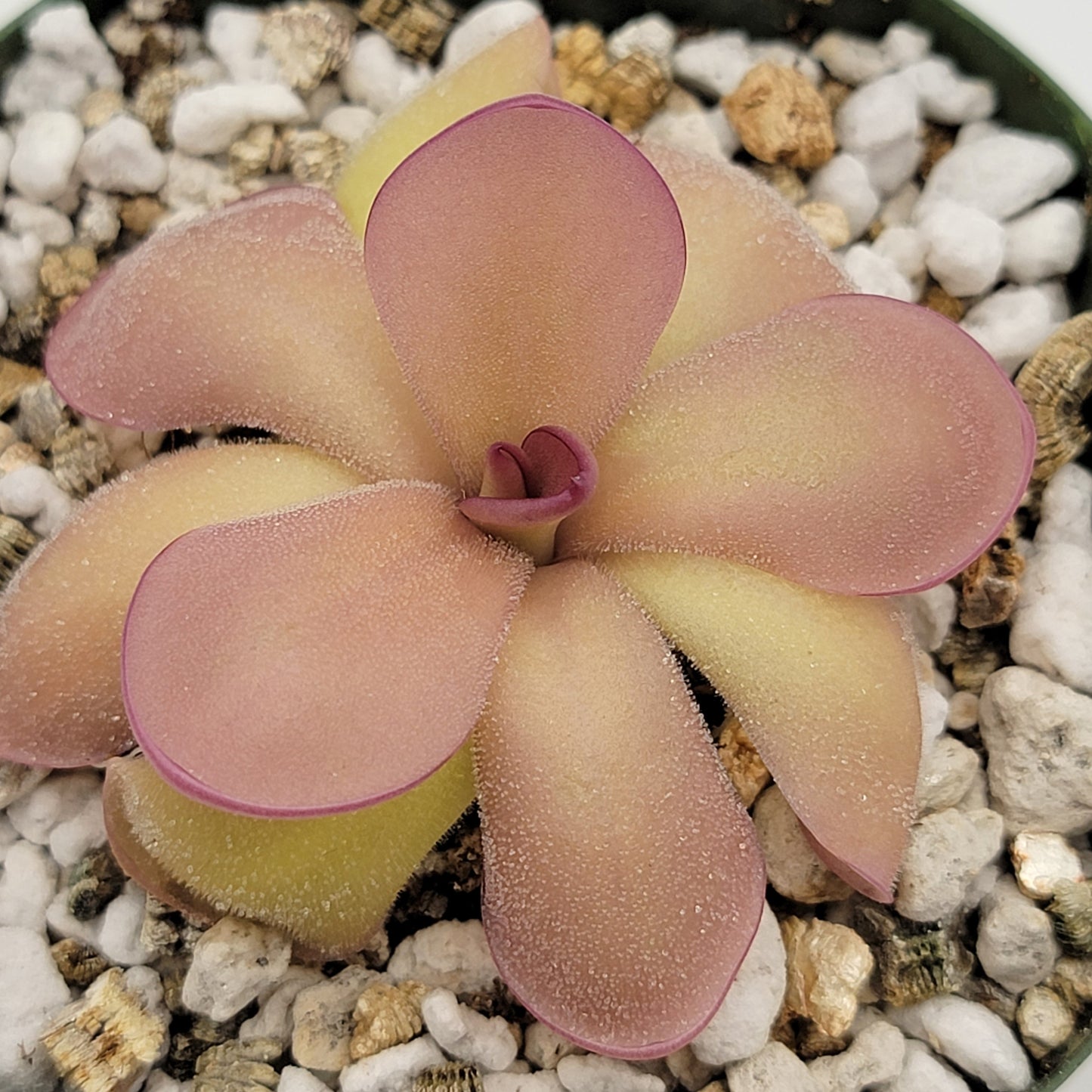 Pinguicula agnata 'El Lobo' x hemiepiphytica