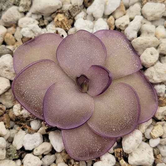 Pinguicula "Leilani" – Rare Hybrid Carnivorous Butterwort | Live Plant