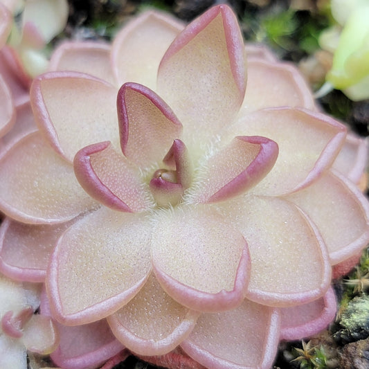 Pinguicula gracilis x laueana – Rare Hybrid Carnivorous Butterwort | Live Plant