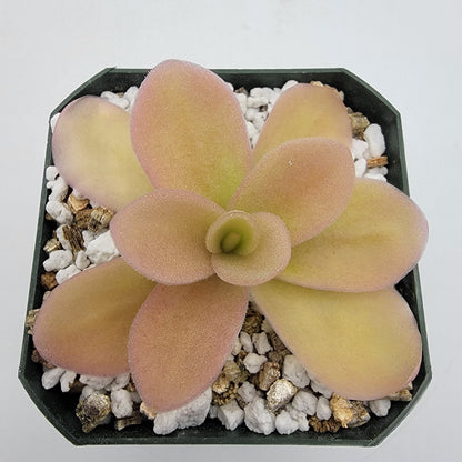 Pinguicula gigantea (Red Flush)