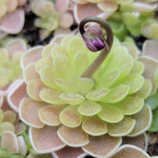 Pinguicula ehlersiae 'Victoria' – Rare Mexican Carnivorous Butterwort | Live Plant
