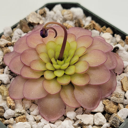 Pinguicula emarginata x hemiepiphytica – Rare Hybrid Carnivorous Butterwort | Live Plant