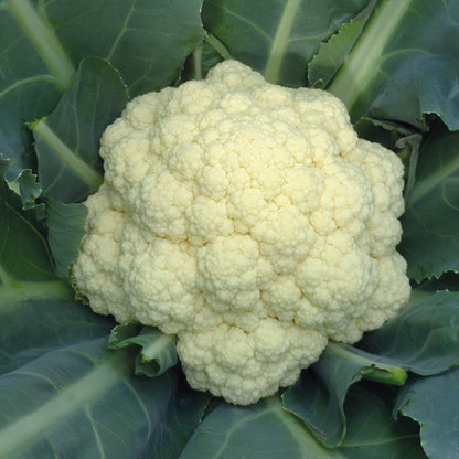 Tropical Cauliflower Vegetable Seeds for Planting – Heat-Tolerant, High Yield Indian Variety for Home Garden & Organic Farming