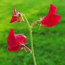 Red Sweet Pea Flower Seeds for Planting – Heirloom & Non-GMO Fragrant Climbing Blooms for Trellises and Garden Arches