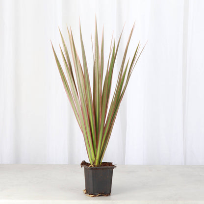 Dracaena Marginata, Dragon Tree - Live Plant