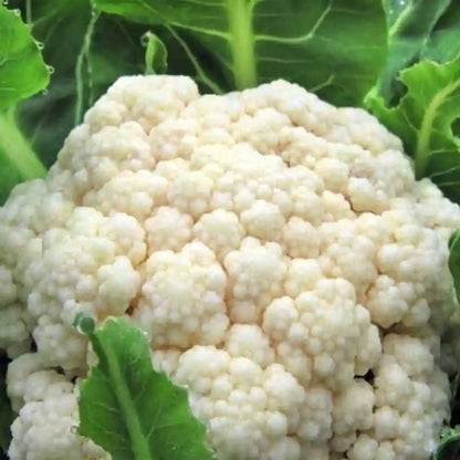 Indian Temperate Cauliflower Seeds for Planting – High-Yield, Non-GMO Vegetable Seeds for Home Garden & Commercial Farming