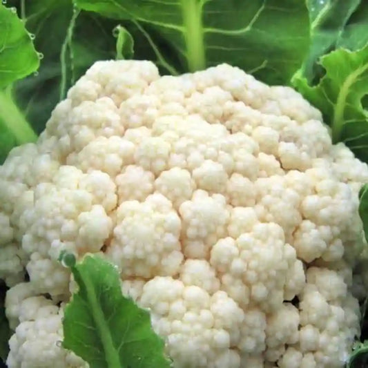Indian Temperate Cauliflower Seeds for Planting – High-Yield, Non-GMO Vegetable Seeds for Home Garden & Commercial Farming