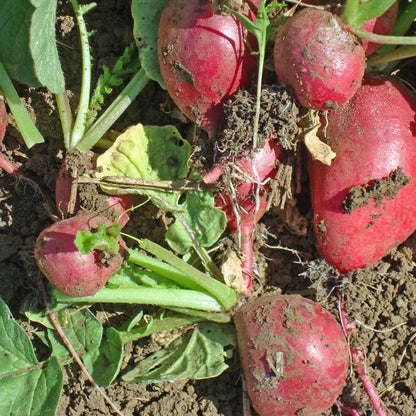 Radish Seeds, Cherry Belle  (Organic)