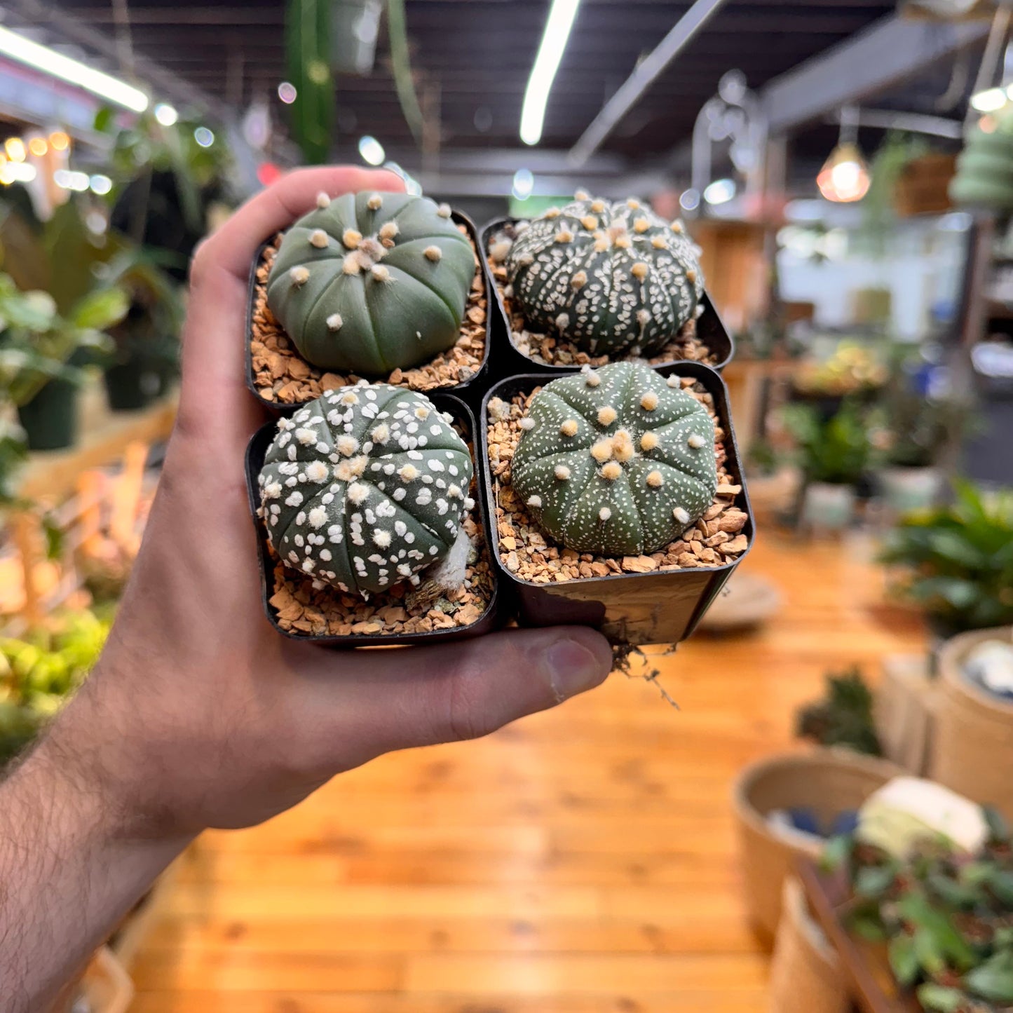 Astrophytum Asterias Assorted Succulent Mystery Pack