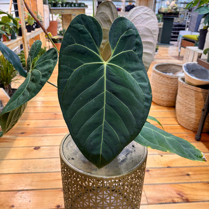 Anthurium Crystallinum x Magnificum x Subsignatum