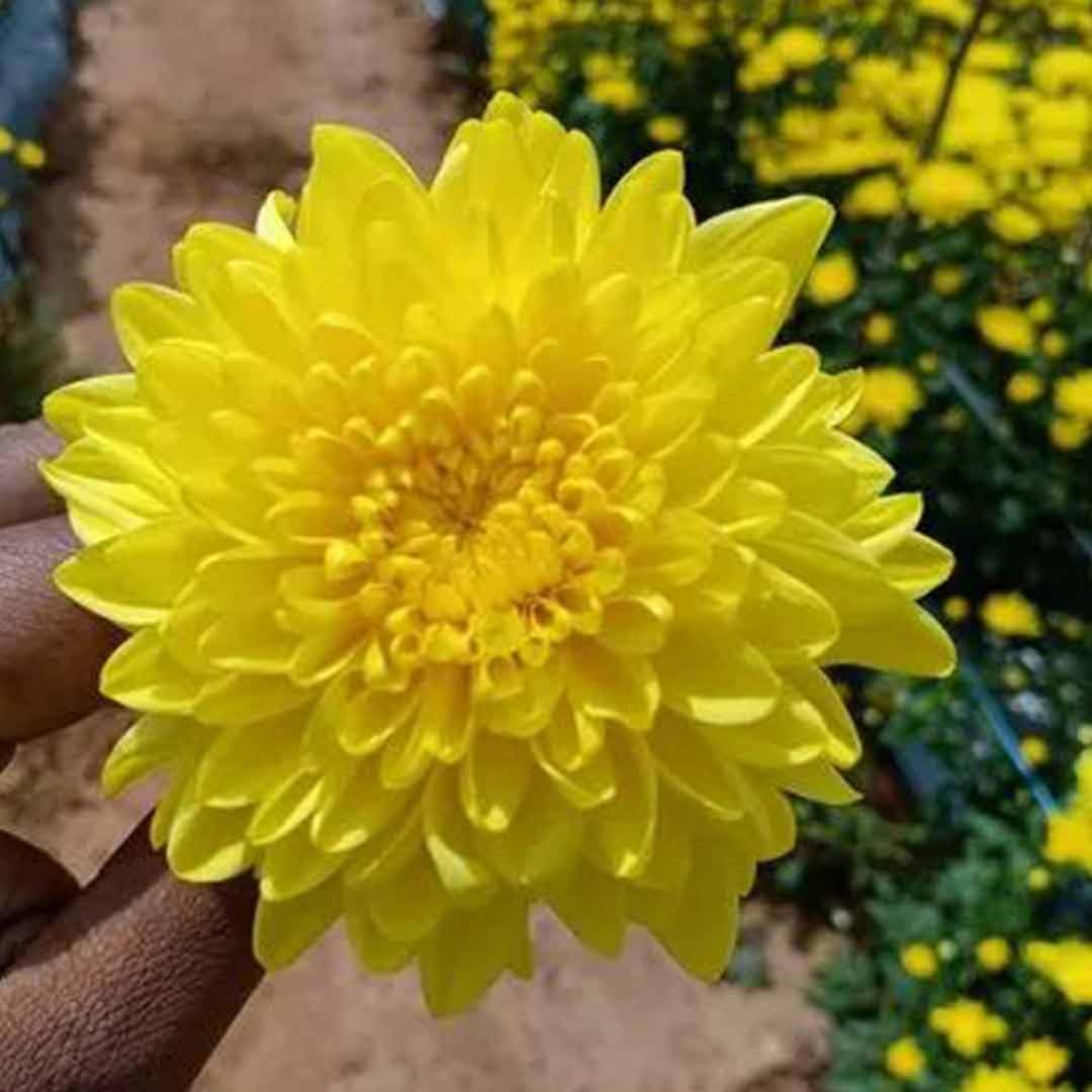 Yellow Chrysanthemum Flower Seeds for Planting – Heirloom & Non-GMO Fall-Blooming Garden Seeds