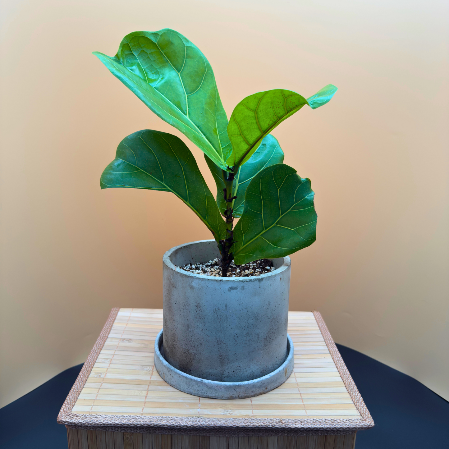 Fiddle Leaf Fig in 6” Charlie Pot (Slate Gray) – Indoor Statement Plant